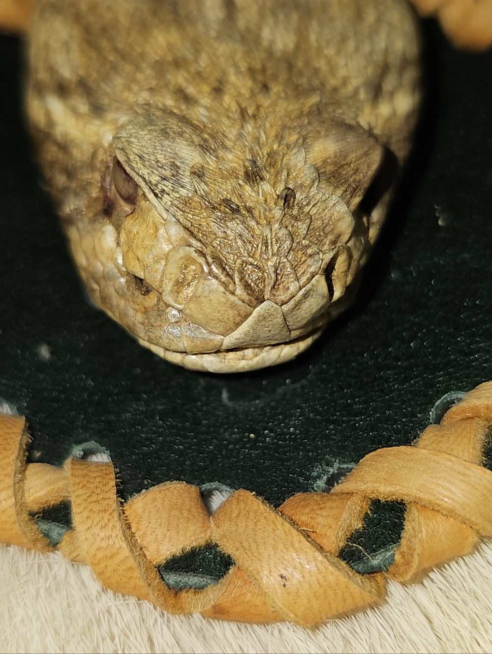 Rattlesnake Purse with Leather Braided Trim - Tan & Black - Picture 6 of 17
